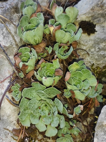 Image of Lebanon Navelwort by (c) Umut Nuri Erdoğan, some rights reserved (CC BY)