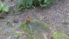 Liocichla steerii