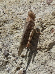 Trimerotropis pseudofasciata