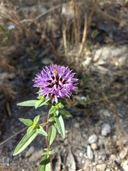 Monardella breweri lanceolata