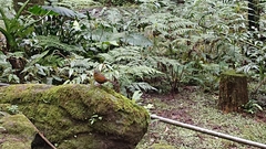 Liocichla steerii