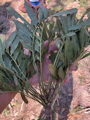 Owenia vernicosa