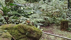 Liocichla steerii
