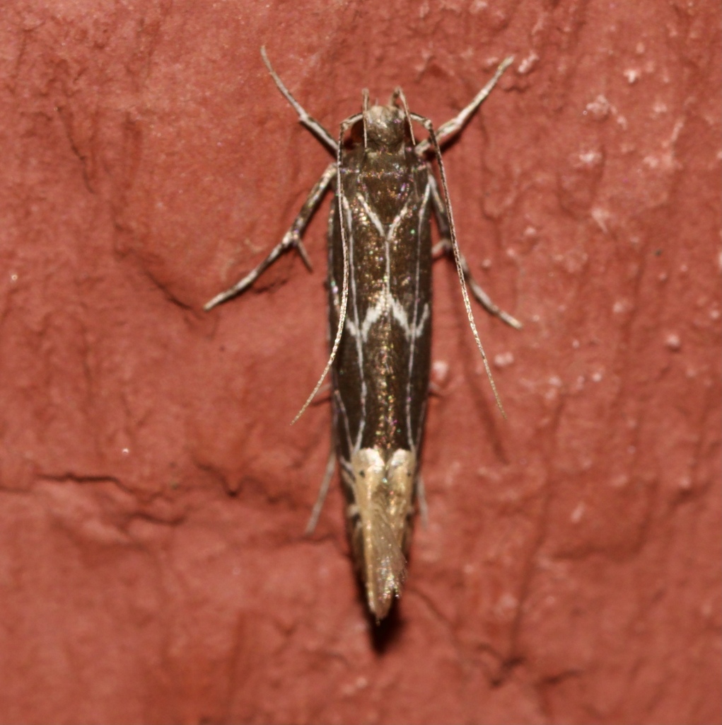 Labdia citracma