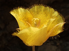 Calochortus weedii weedii