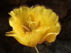 Calochortus weedii weedii