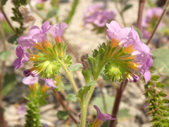 Phacelia keckii