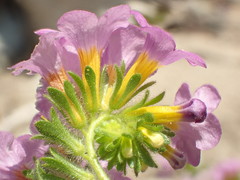 Phacelia keckii