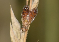 Paracantha culta