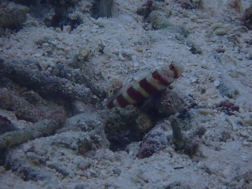 Photo of Wheeler's shrimpgoby (Amblyeleotris wheeleri)