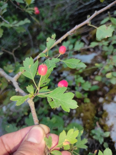Image of Small-Leaved Hawthorn (Crataegus microphylla) by (c) Umut Nuri Erdoğan, some rights reserved (CC BY)