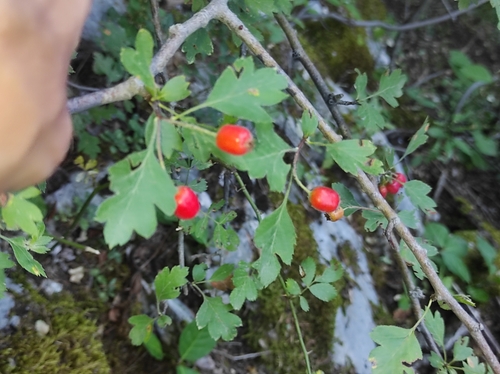 Image of Small-Leaved Hawthorn (Crataegus microphylla) by (c) Umut Nuri Erdoğan, some rights reserved (CC BY)