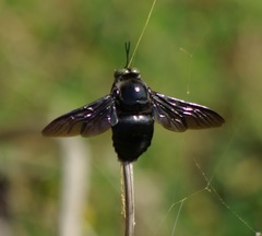 Xylocopa perforator