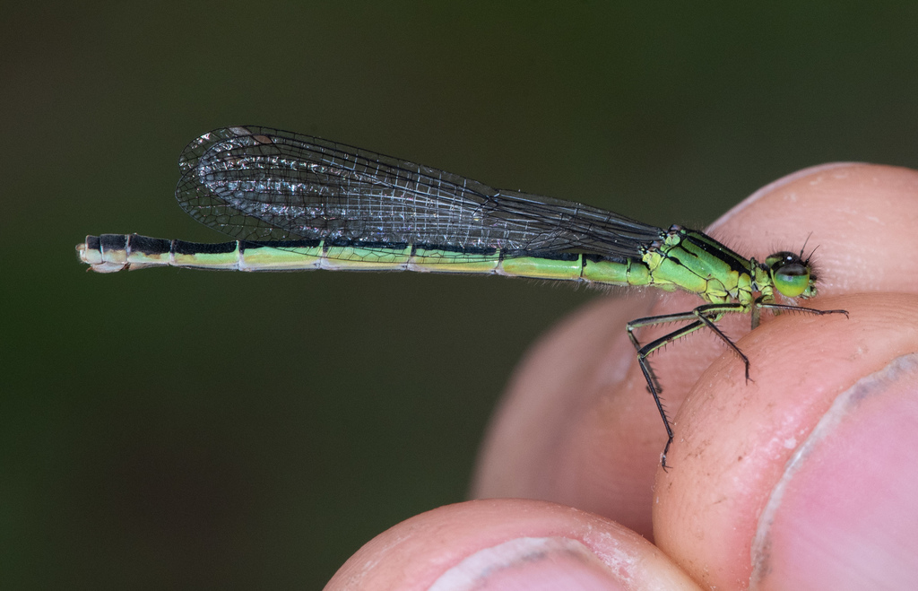 Swift Forktail