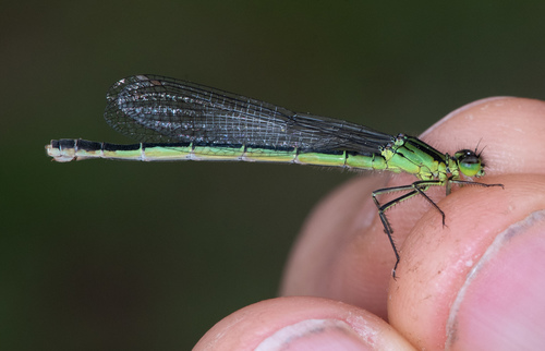 Swift Forktail