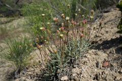 Chaenactis santolinoides