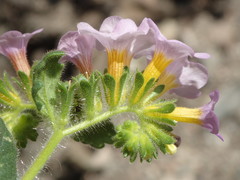 Phacelia keckii