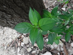 Barleria