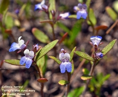Collinsia torreyi