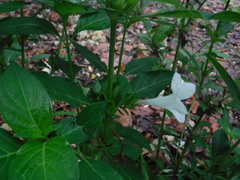 Barleria