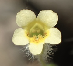 Erythranthe floribunda