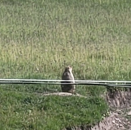 Himalayan Marmot