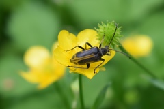 Brachyta interrogationis