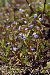 Collinsia torreyi