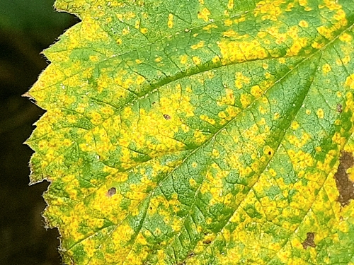 Red Raspberry Yellow Rust