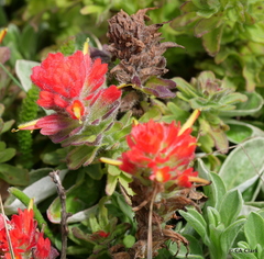 Castilleja mendocinensis