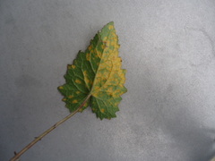 Coleosporium campanulae