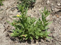 Diplacus clevelandii