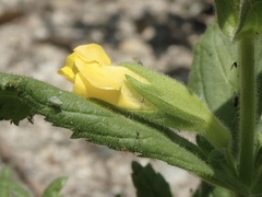 Diplacus clevelandii