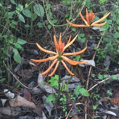 Erythrina leptorhiza