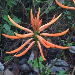 Erythrina leptorhiza