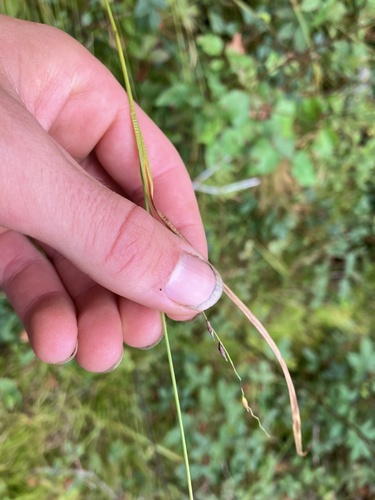 Image of Carex debilis by no rights reserved