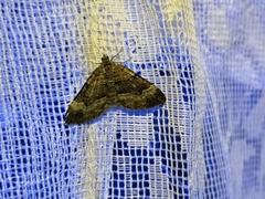 Xanthorhoe biriviata