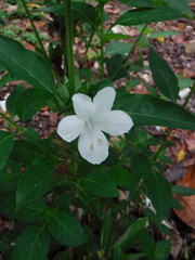 Barleria