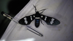 Syntomeida syntomoides