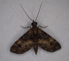 Eupithecia lecerfiata