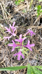 Clarkia pulchella