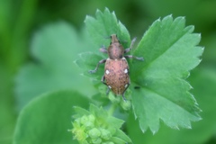 Trichalophus quadriguttatus