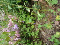 Coleosporium campanulae