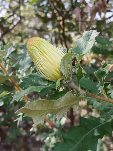 Image of Banksia undata by (c) naturewatchwidow, some rights reserved (CC BY)