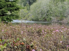 Kalmia microphylla occidentalis
