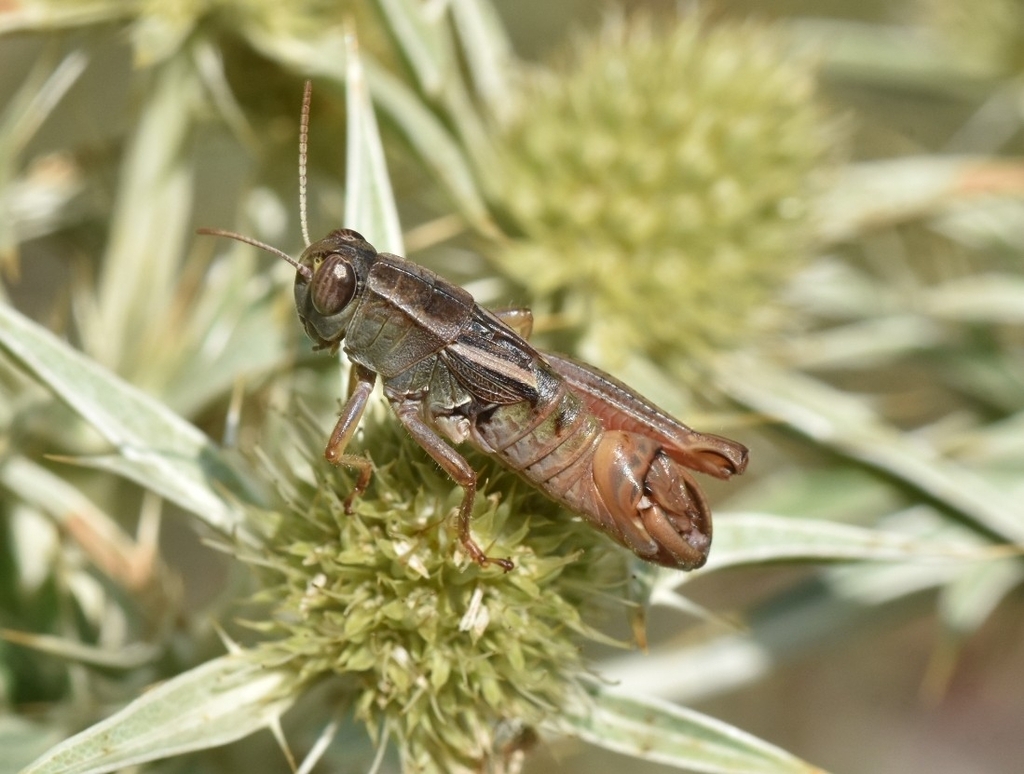 Paracaloptenus bolivari