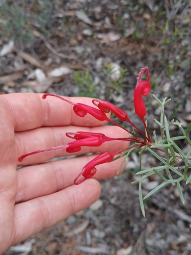Image of Grevillea wilsonii by (c) naturewatchwidow, some rights reserved (CC BY)