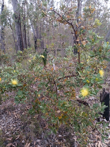 Image of Banksia undata by (c) Leon Perrie, some rights reserved (CC BY)