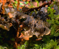 Peltigera horizontalis