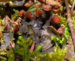 Peltigera horizontalis